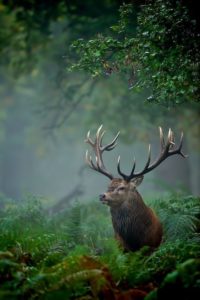 deer england